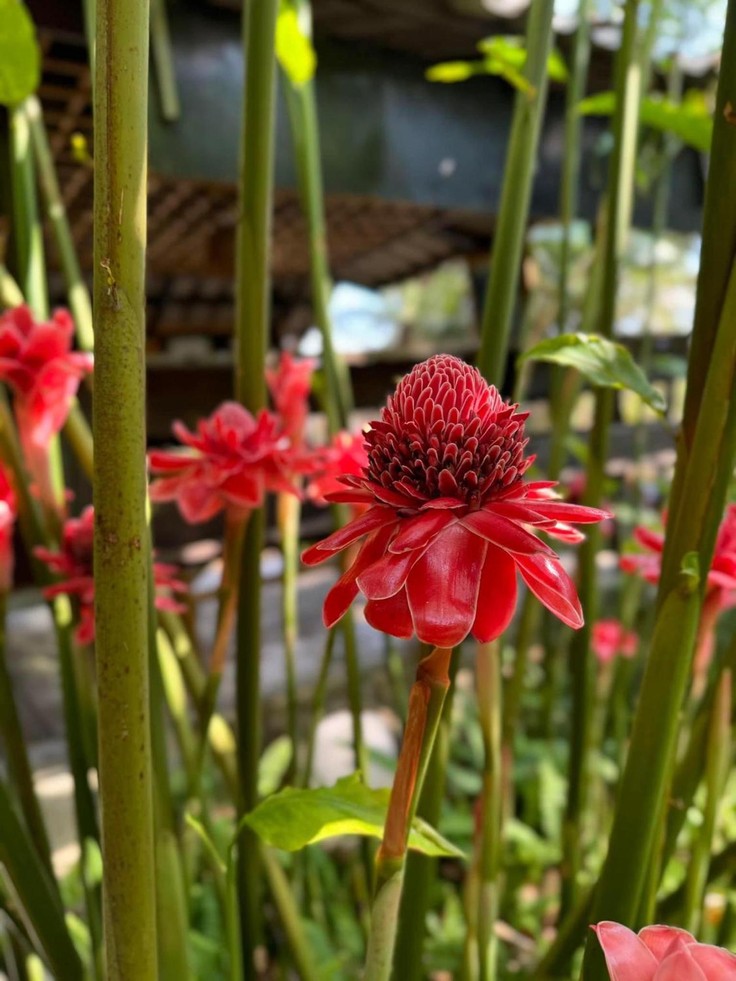 Greenheart Garden View Camp Phuket شاطئ كاتا المظهر الخارجي الصورة