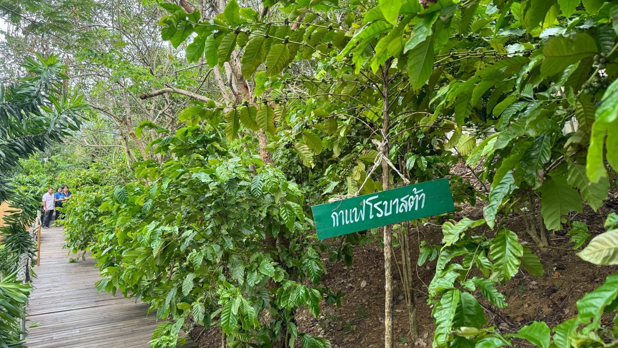 Greenheart Garden View Camp Phuket شاطئ كاتا المظهر الخارجي الصورة